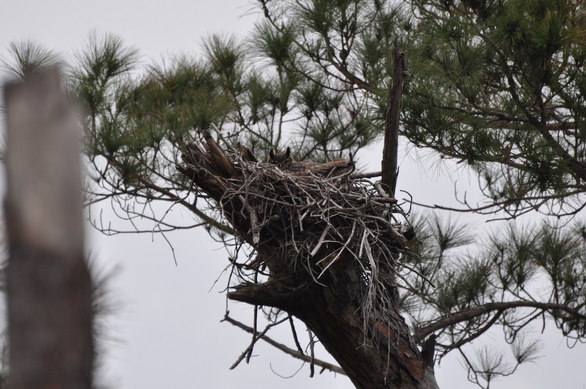 Great Horned Owl - ML128665981