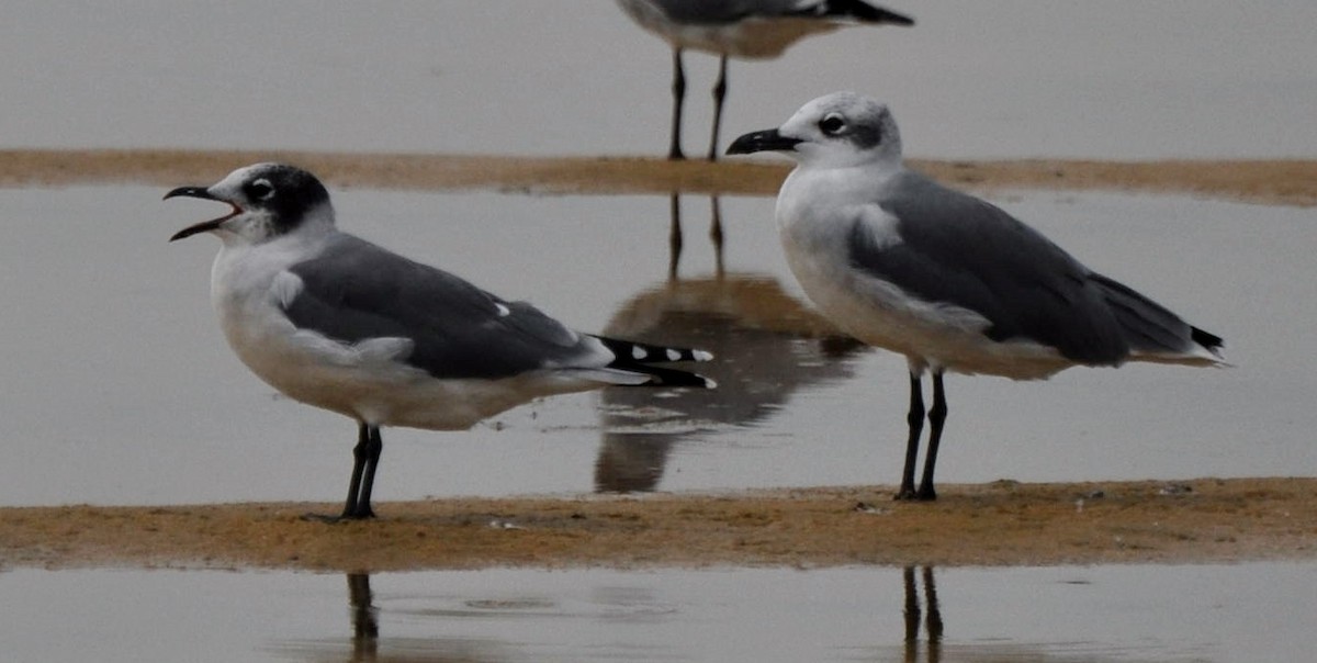 Franklin's Gull - ML128666291