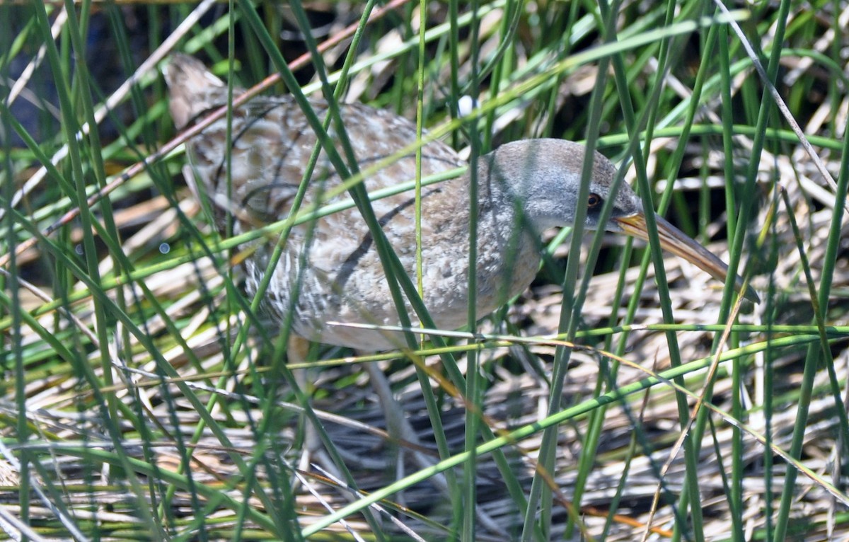 Clapper Rail - ML128666481