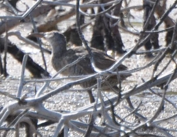 Clapper Rail - Bruce  Purdy