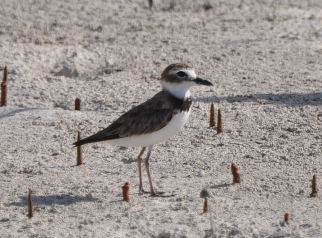 Wilson's Plover - ML128666591