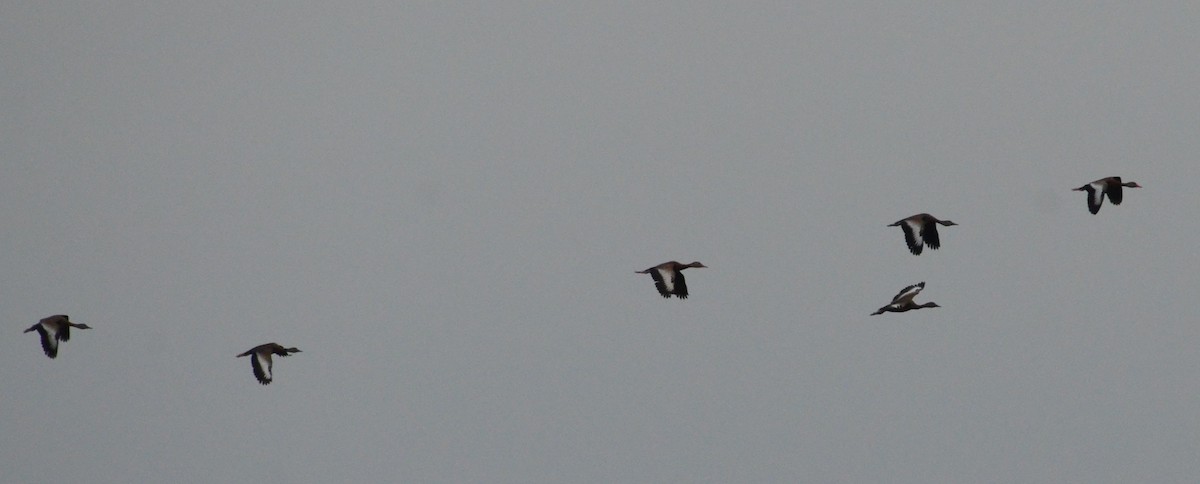 Black-bellied Whistling-Duck - ML128667541