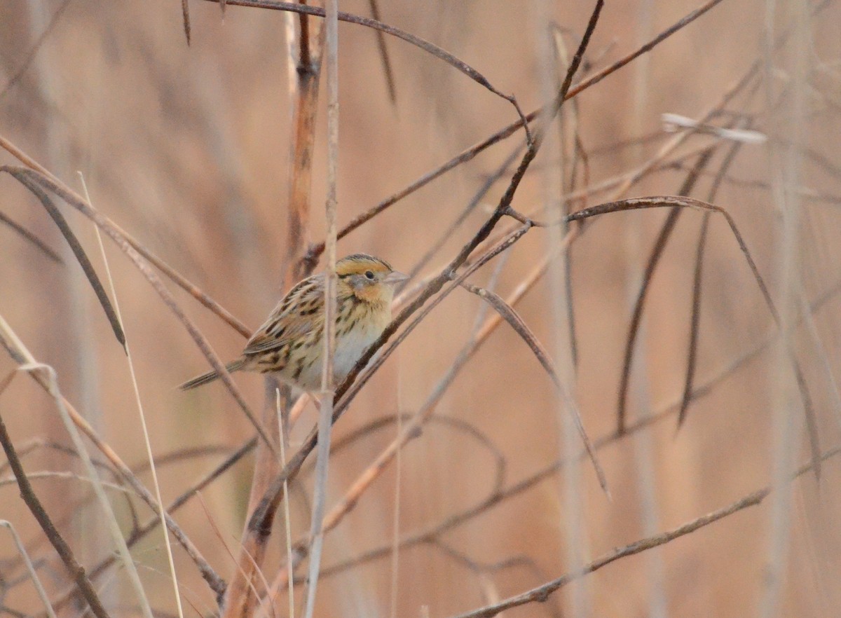 LeConte's Sparrow - ML128667551