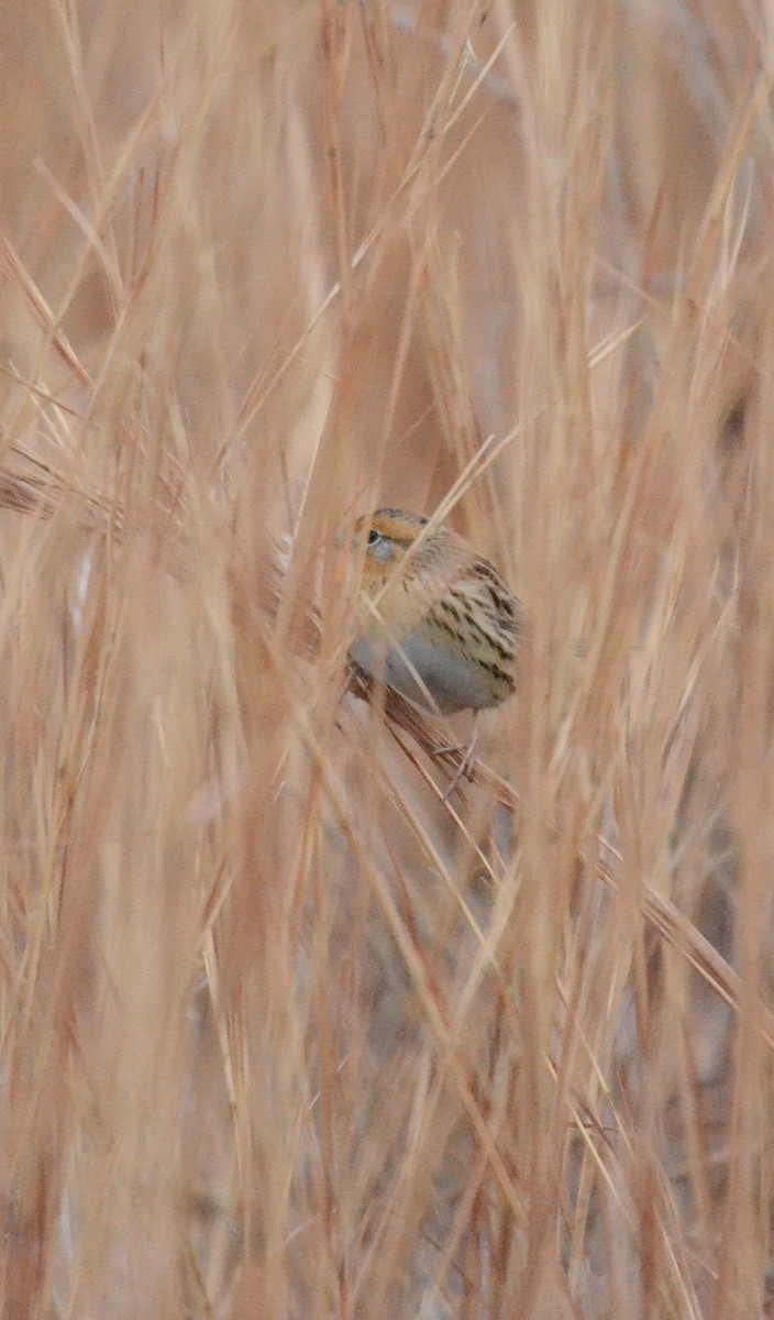 LeConte's Sparrow - ML128667561