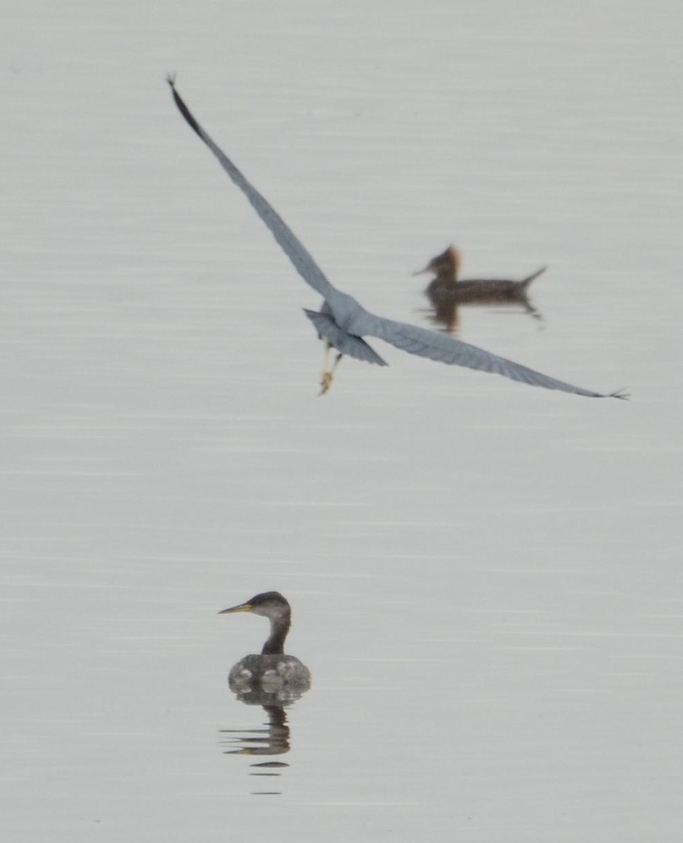 Red-necked Grebe - ML128667581