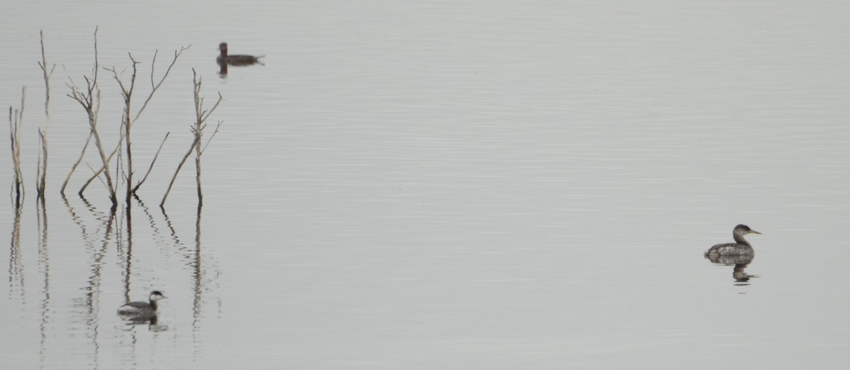 Red-necked Grebe - ML128667591