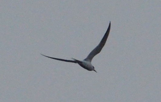 Sandwich Tern (Cabot's) - ML128667601
