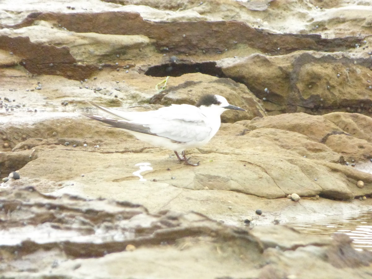 White-fronted Tern - ML128667641