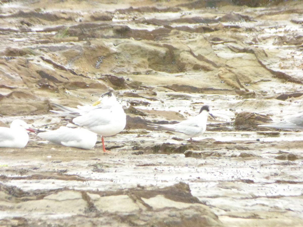 White-fronted Tern - ML128667851