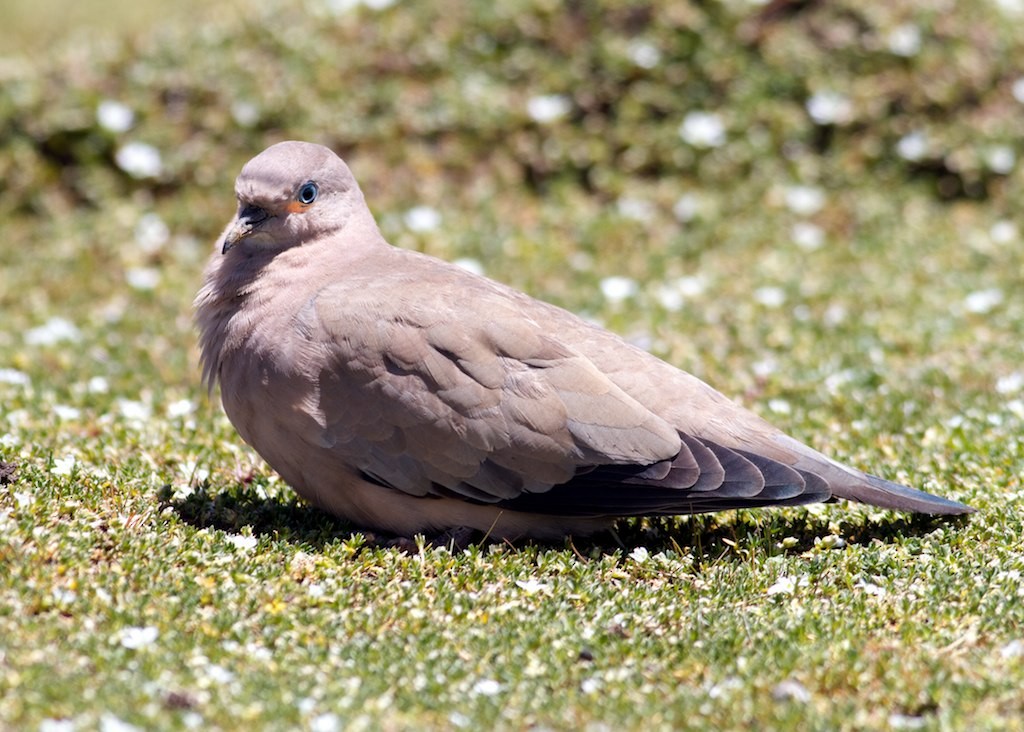 Black-winged Ground Dove - ML128669471