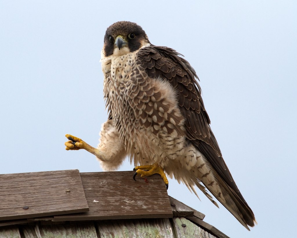 Peregrine Falcon - Jacob Drucker