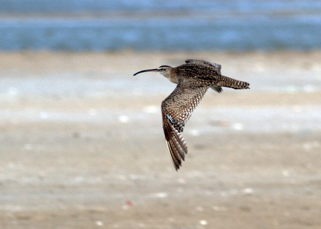 Whimbrel (Hudsonian) - Jacob Drucker