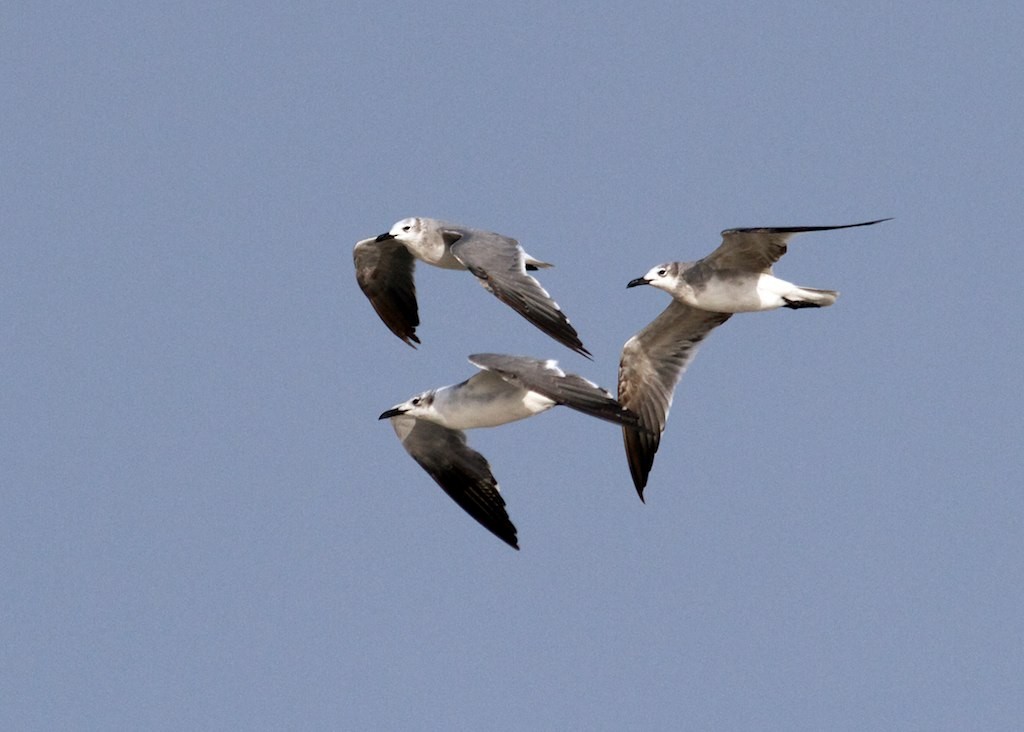 Laughing Gull - Jacob Drucker