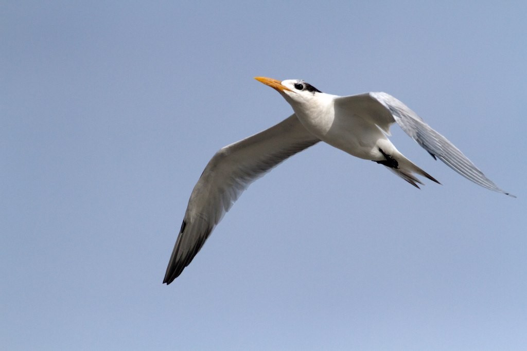 Royal Tern - ML128670101