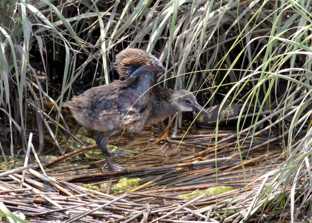 King/Clapper Rail - ML128670201