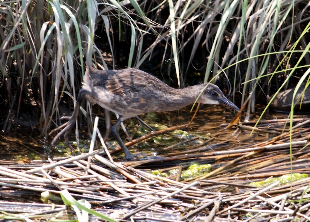 King/Clapper Rail - ML128670211