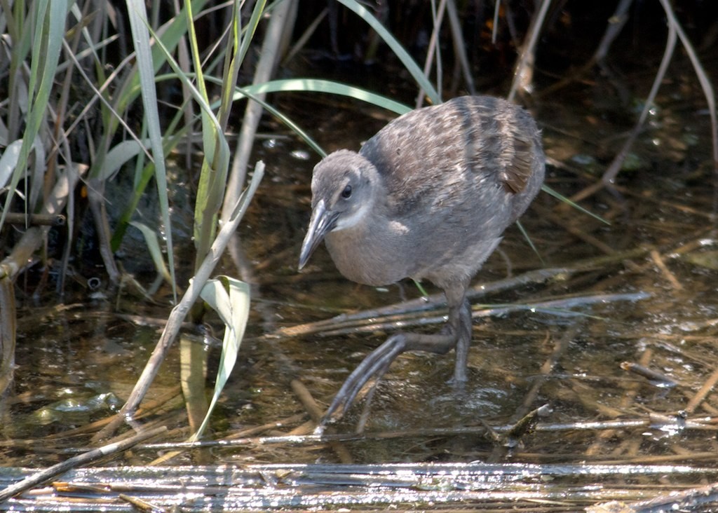 King/Clapper Rail - ML128670221
