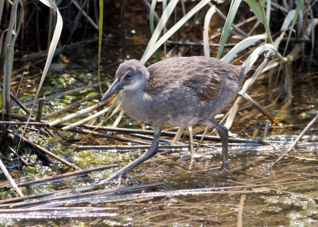King/Clapper Rail - ML128670231