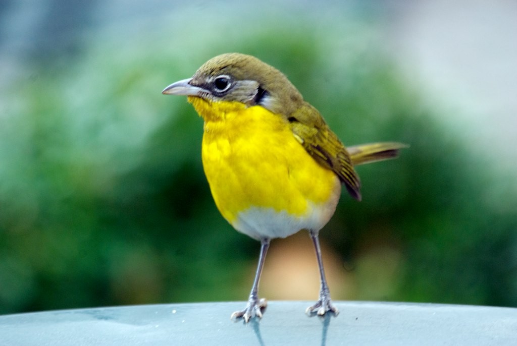 Yellow-breasted Chat - ML128670581