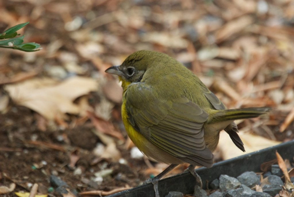 Yellow-breasted Chat - ML128670591
