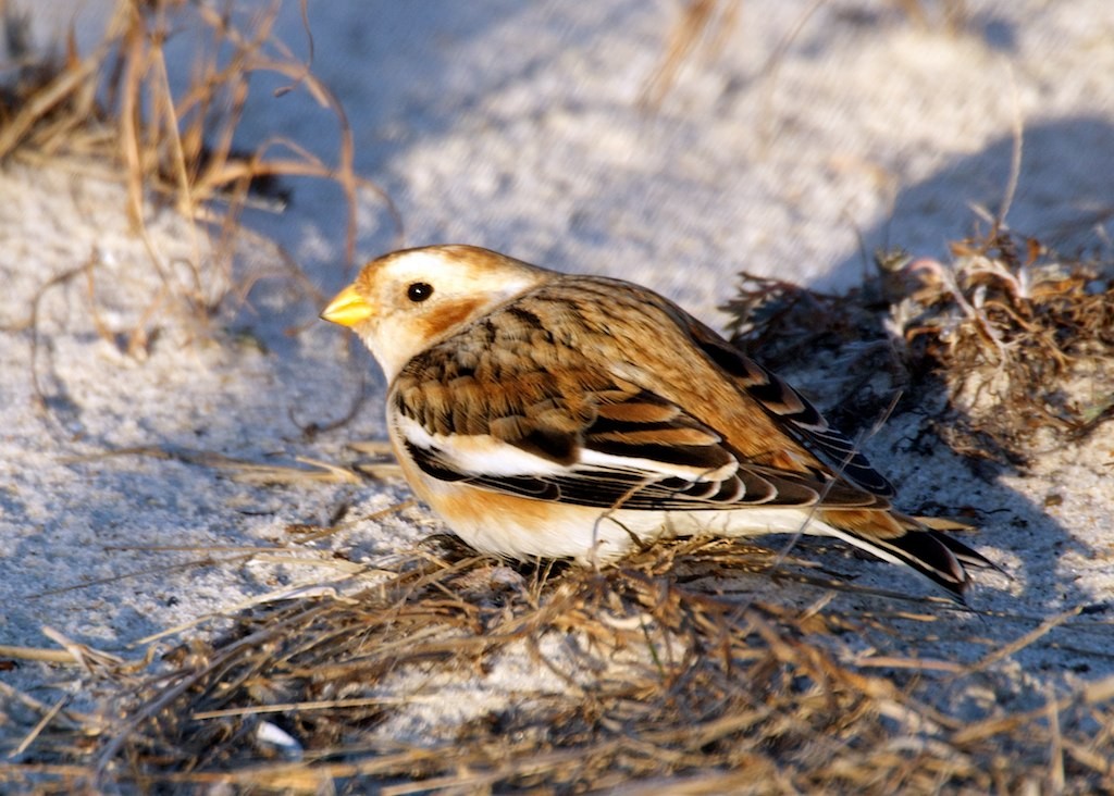 Snow Bunting - ML128670821