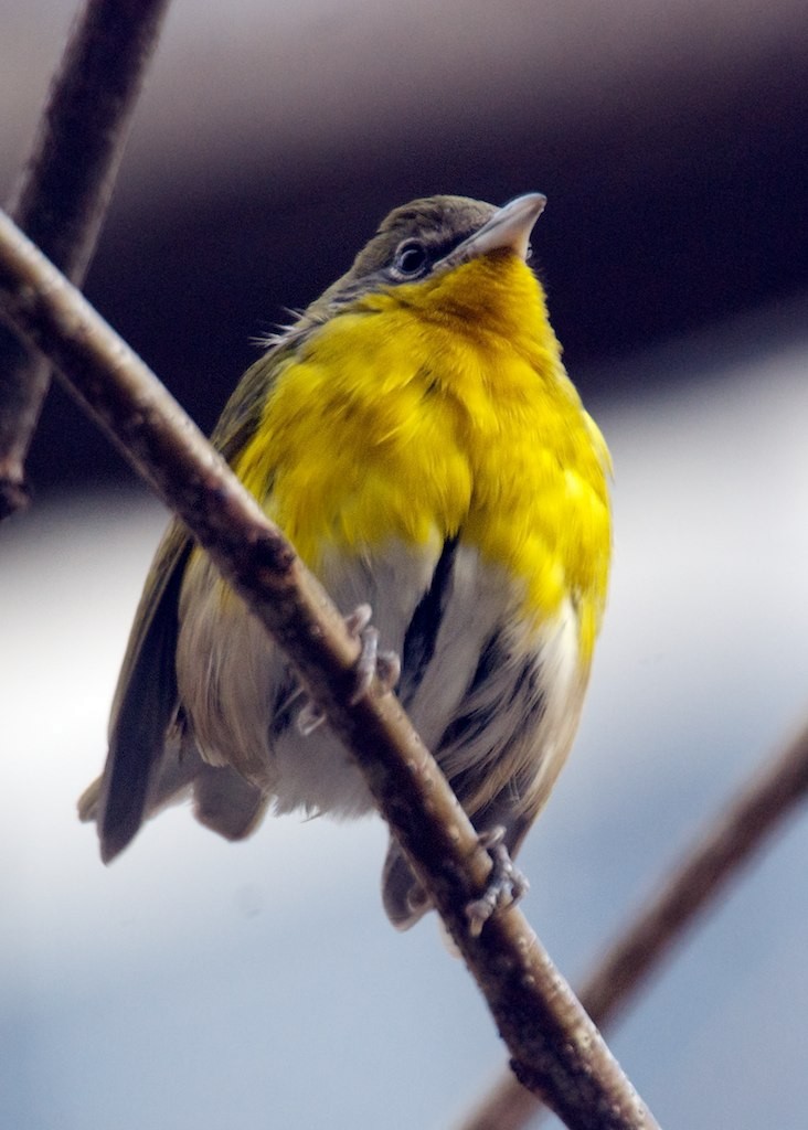 Yellow-breasted Chat - ML128670881
