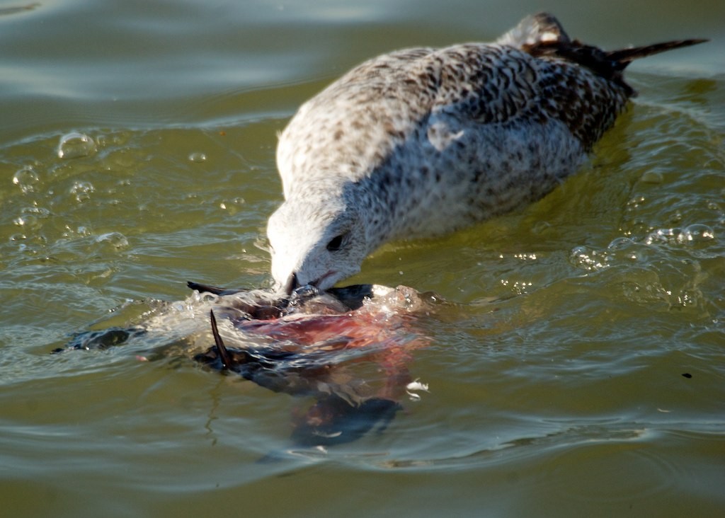 Canvasback - ML128670931