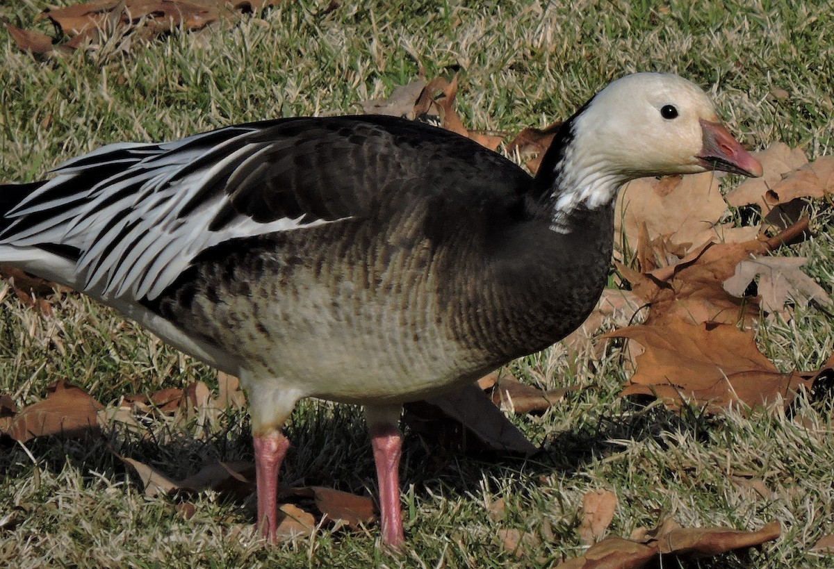 Snow x Ross's Goose (hybrid) - Eric Michael