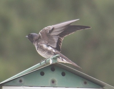 Purple Martin - ML128673941