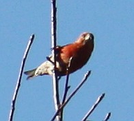 Red Crossbill (Appalachian or type 1) - ML128676741