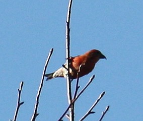 Red Crossbill (Appalachian or type 1) - ML128676751