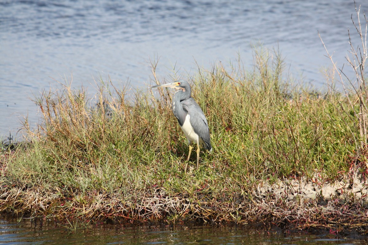 Tricolored Heron - Jim&Allison Healy