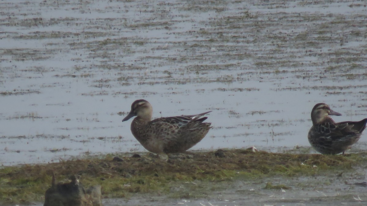 Garganey - ML128678631