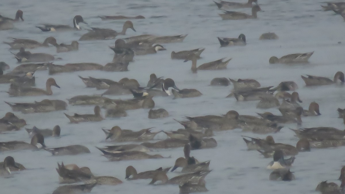 Northern Pintail - ML128678771