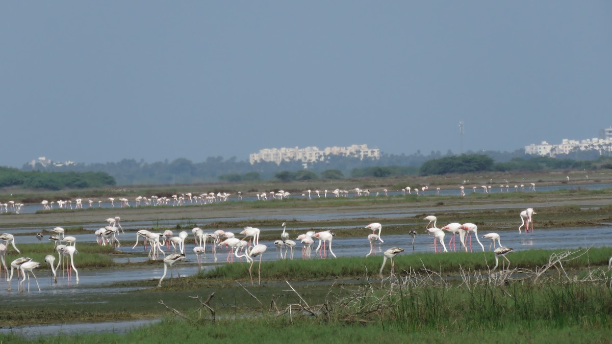 Greater Flamingo - ML128678991