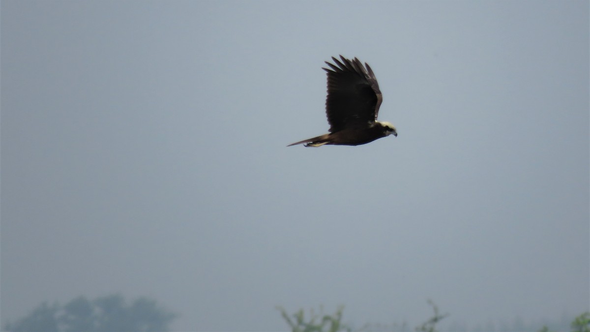 Western Marsh Harrier - ML128679081