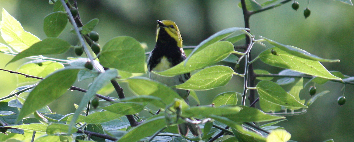 Black-throated Green Warbler - ML128679091