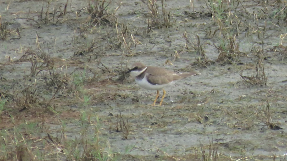 Little Ringed Plover - ML128679101