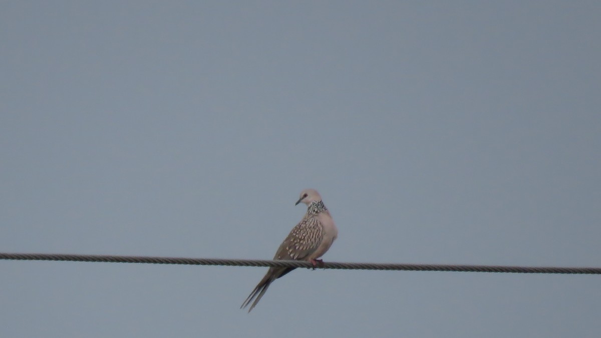 Spotted Dove - ML128679251
