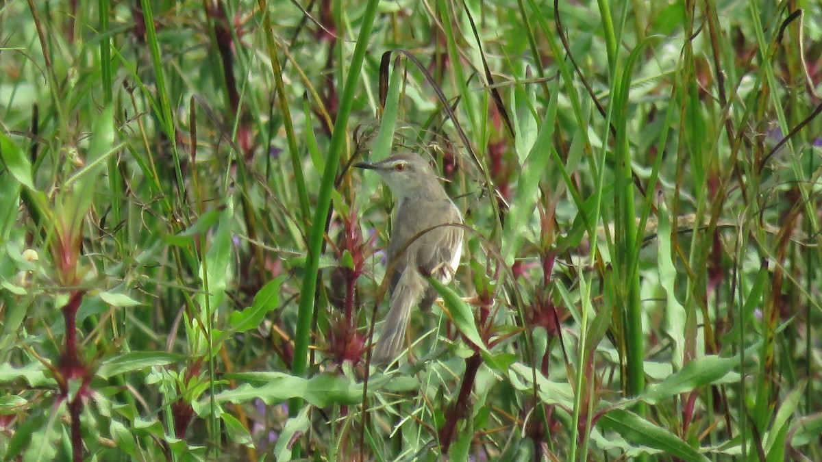 Plain Prinia - ML128679441
