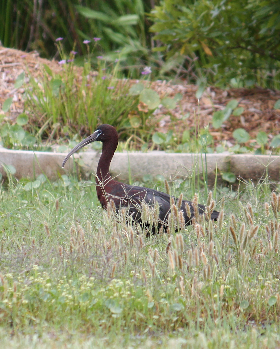 Glossy Ibis - Jim&Allison Healy