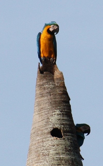 Blue-and-yellow Macaw - ML128680631