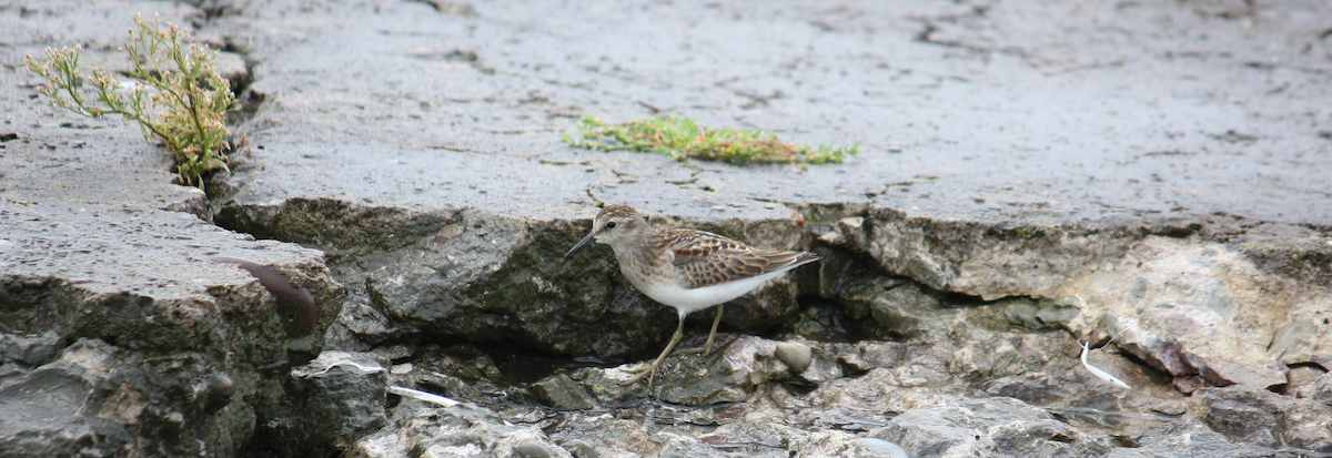 Least Sandpiper - ML128681161