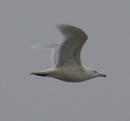 Glaucous Gull - Jim&Allison Healy