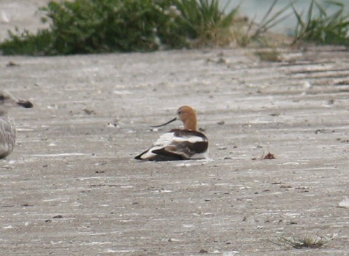 American Avocet - ML128686861
