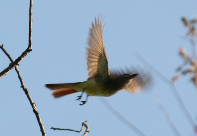 Great Crested Flycatcher - ML128687821