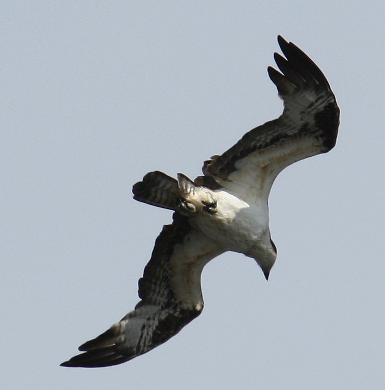 Osprey - Jim&Allison Healy