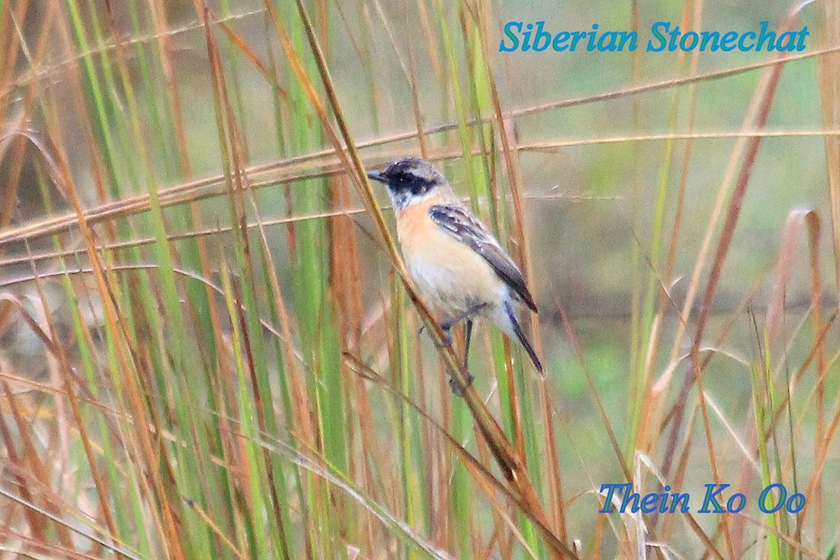 Siberian Stonechat (Przevalski's) - ML128689691