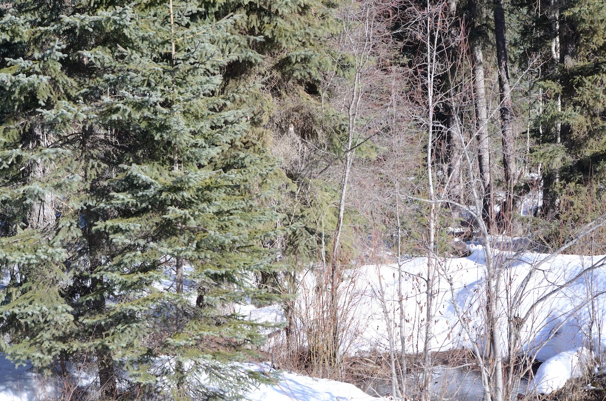 Northern Saw-whet Owl - ML128690081