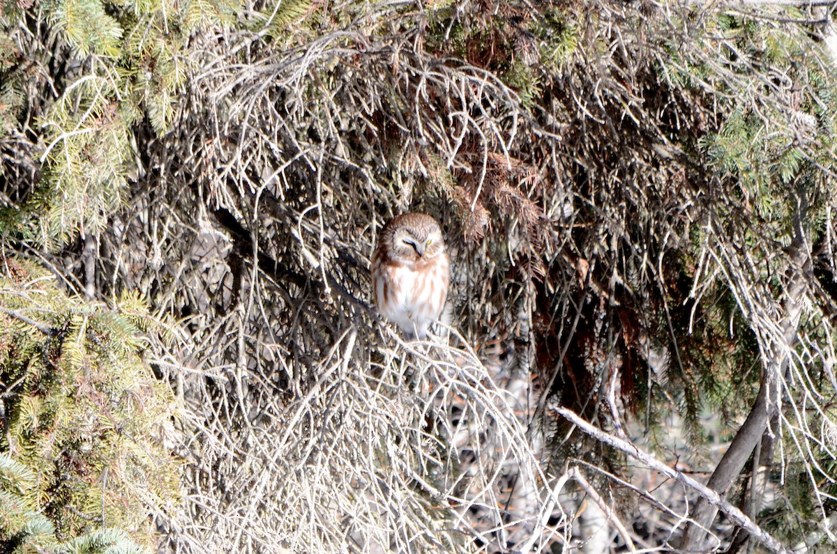 Northern Saw-whet Owl - ML128690091